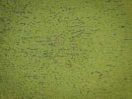 Sunflower cultivation, Aerial view, in pampas region, Argentina photo