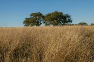 Pampas grass landscape, La Pampa province, Patagonia, Argentina. photo