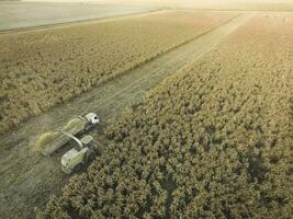 Sorghum harvest, in La Pampa, Argentina photo