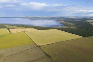 trigo campo Listo a cosecha, en el pampa plano, la pampa, argentina. foto