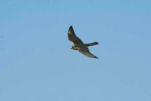 Aplomado falcon in flight, Patagonia Argentina. photo