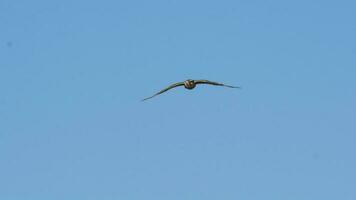 Aplomado falcon in flight, Patagonia Argentina. photo