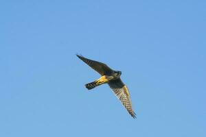 Aplomado falcon in flight, Patagonia Argentina. photo