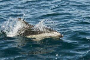 Dusky dolphin jumping , Peninsula Valdes , Unesco World Heritage Site, Patagonia , Argentina. photo