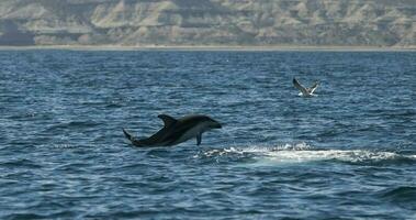 Dusky dolphin jumping , Peninsula Valdes , Unesco World Heritage Site, Patagonia , Argentina. photo