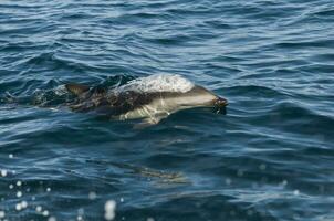 Dusky dolphin jumping , Peninsula Valdes , Unesco World Heritage Site, Patagonia , Argentina. photo