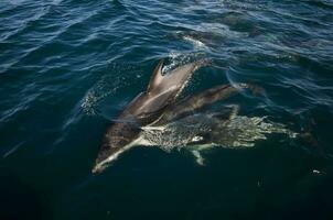 oscuro delfín saltando , península valdés , la unesco mundo patrimonio sitio, Patagonia , argentina. foto