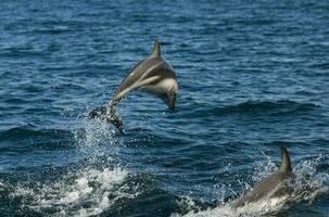 oscuro delfín saltando , península valdés , la unesco mundo patrimonio sitio, Patagonia , argentina. foto