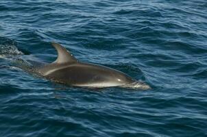 Dusky dolphin jumping , Peninsula Valdes , Unesco World Heritage Site, Patagonia , Argentina. photo