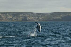 Dusky dolphin jumping , Peninsula Valdes , Unesco World Heritage Site, Patagonia , Argentina. photo