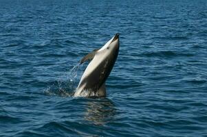 Dusky Dolphin jumping, Peninsula Valdes,Patagonia,Argentina photo