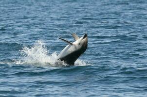 Dusky Dolphin jumping, Peninsula Valdes,Patagonia,Argentina photo