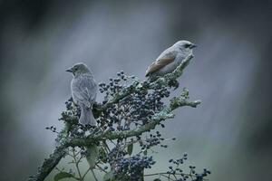 Bay winged Cowbird photo