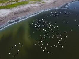 Flamingos in patagonia , Aerial View photo