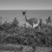 Guanaco, Lama Guanicoe, Luro Park, La Pampa Province, La Pampa, Argentina. photo