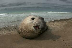 Elephant seal, Peninsula Valdes, Unesco World Heritage Site, Patagonia, Argentina photo