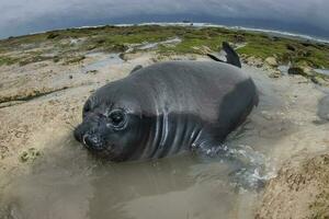 Elephant seal, Peninsula Valdes, Unesco World Heritage Site, Patagonia, Argentina photo