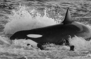 asesino ballena caza mar leones en el paragoniano costa, Patagonia, argentina foto