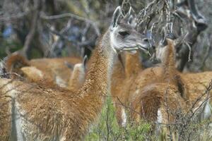 Guanaco, Lama Guanicoe, Luro Park, La Pampa Province, La Pampa, Argentina. photo