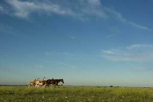 Horses in the Argentine coutryside, La Pampa province, Patagonia,  Argentina. photo