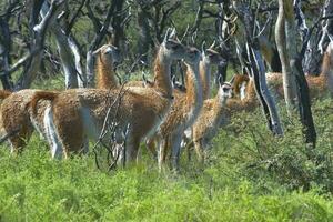 Guanaco, Lama Guanicoe, Luro Park, La Pampa Province, La Pampa, Argentina. photo