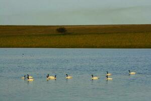 Black necked Swan swimming in a lagoon, La Pampa Province, Patagonia, Argentina. photo