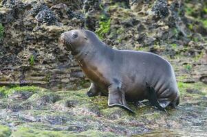 SOUTH AMERICAN SEA LION pup,Peninsula Valdes, Chubut,Patagonia ,Argentina photo