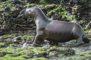 SOUTH AMERICAN SEA LION pup,Peninsula Valdes, Chubut,Patagonia ,Argentina photo