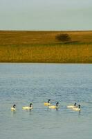 negro cuello cisne nadando en un laguna, la pampa provincia, Patagonia, argentina. foto