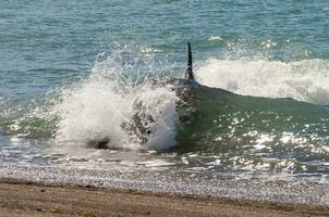 Orca patrolling the shoreline, Peninsula Valdes, Patagonia, Argentina. photo