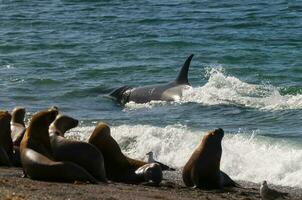 Orca patrolling the shoreline, Peninsula Valdes, Patagonia, Argentina. photo