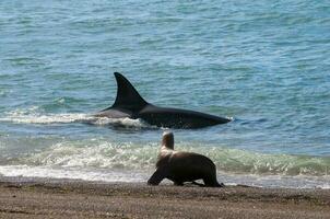 Killer whale hunting sea lions on the paragonian coast, Patagonia, Argentina photo