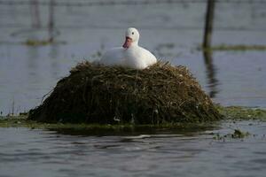 Coscoroba swan nesting in a lagoon , La Pampa Province, Patagonia, Argentina. photo