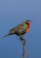 Long tailed Meadowlark, perched in Pampas grassland environment, La Pampa Province, Patagonia, Argentina. photo