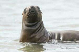 Baby sea lion , Patagonia Argentina photo