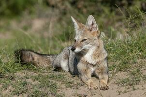 Pampas Grey fox , in Pampas grass environment, La Pampa province, Patagonia, Argentina. photo