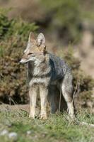 Pampas Grey fox yawning ,in Pampas grass environment, La Pampa province, Patagonia, Argentina. photo