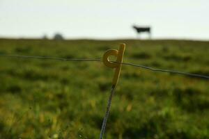 Countryside landscape with cows grazing, La Pampa, Argentina photo