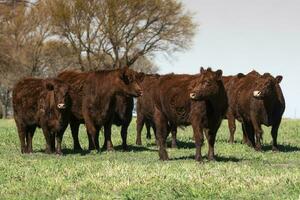 vacas levantamiento en pampa campo, la pampa provincia, argentina. foto