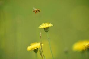 abeja en un salvaje flor, Patagonia foto