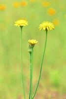 Wild flower background  in Patagonia, Argentina photo