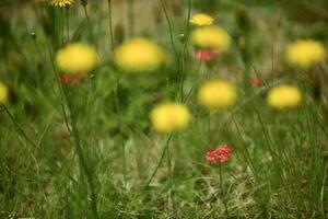 Wild flower background  in Patagonia, Argentina photo