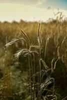 Wheat spikes ,cereal planted in La Pampa, Argentina photo