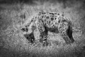 hiena caza, África foto