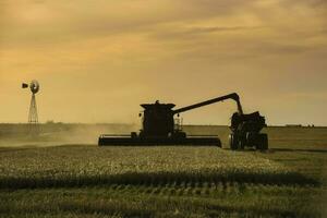 Harvester machine, harvesting in the Argentine countryside, Buenos Aires province, Argentina. photo