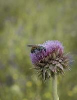 Bumblebee on a thistle, Patagonia photo