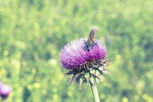 Bumblebee on a thistle, Patagonia photo