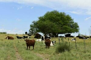 novillos alimentado en pastar, la pampa, argentina foto