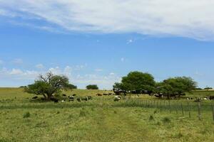 Steers fed on pasture, La Pampa, Argentina photo