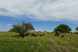 novillos alimentado en pastar, la pampa, argentina foto